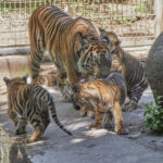 Umzug in andere Zoos: Junge Tigerweibchen bereit für neue Wege