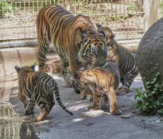 Umzug in andere Zoos: Junge Tigerweibchen bereit für neue Wege