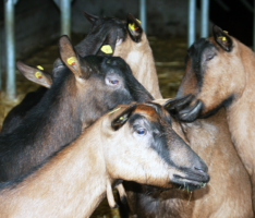Nußlocher Ziegenkäsehof erhält Auszeichnung – </br>105 kleine Zicklein begeisterten die Besucher