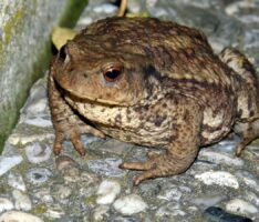 Krötenwanderung, es ist so weit: Helfen Sie den Kröten beim Überqueren der Straße