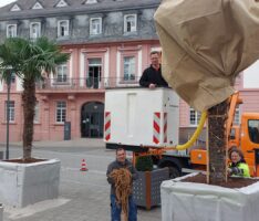 Der Frühling ist da! Palmen vor dem Leimener Rathaus wieder ausgepackt