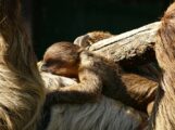 Fleißige Faulpelze im Zoo: </br>Erneuter Nachwuchs bei den Zweifinger-Faultieren