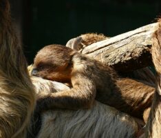 Fleißige Faulpelze im Zoo: Erneuter Nachwuchs bei den Zweifinger-Faultieren
