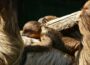 Fleißige Faulpelze im Zoo: Erneuter Nachwuchs bei den Zweifinger-Faultieren