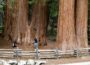 Menzerpark wird CO₂-Speicher – Mammutbäume ersetzten Kastanien – Stadtkasse prosperiert