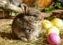 Zu Ostern zeigt sich der Nachwuchs auf dem Bauernhof des Zoos