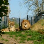 Neues Frühlingsangebot der Zoo-Akademie - Ein Abend im Zoo Heidelberg