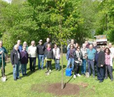 Stadtteilverein St. Ilgen: „Bäume für Yannik“ gut angewachsen, Kaiserlinde auch