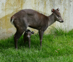 Nachwuchs beim Schopfhirsch-Pärchen Besucher konnten Geburt miterleben