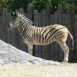 Neuer Mitbewohner bei den Zebras: </br>Hengst gut im Zoo angekommen