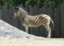 Neuer Mitbewohner bei den Zebras: </br>Hengst gut im Zoo angekommen