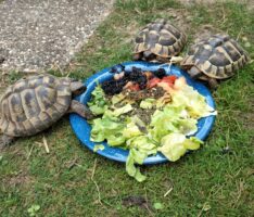 Landschildkröten – immer beliebtere aber unterschätzte Haustiere