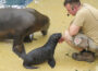 Überraschender Zuwachs bei den Robben – Jungtier im Zoo Heidelberg geboren