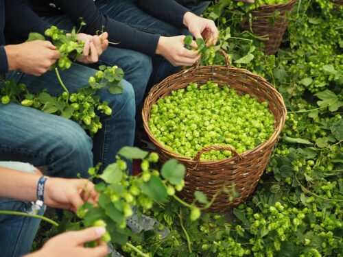 Das Hopfen zopfe beginnt – Mit Stand-up-Comedians –