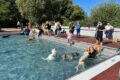 Zweiter DLRG-Hundebadetag im Leimener Freibad voller Erfolg
