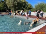Zweiter DLRG-Hundebadetag im Leimener Freibad voller Erfolg