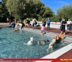 Zweiter DLRG-Hundebadetag im Leimener Freibad voller Erfolg