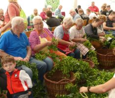 Hopfezopfe: Sandhäuser Hopfenernte bringt ca. 20.000 Kisten bestes Kerwebier