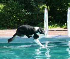 Die größte Hunde-Party des Jahres: </br>Über 1000 Pfoten im Freibad Leimen