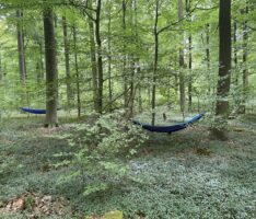„Waldbaden im Nußlocher Wald – Eine Erfahrung voller Achtsamkeit und Naturverbundenheit“