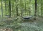 „Waldbaden im Nußlocher Wald – Eine Erfahrung voller Achtsamkeit und Naturverbundenheit“