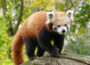 Rote Pandas im Zoo Heidelberg: „International Red Panda Day“ zum Schutz der Tiere