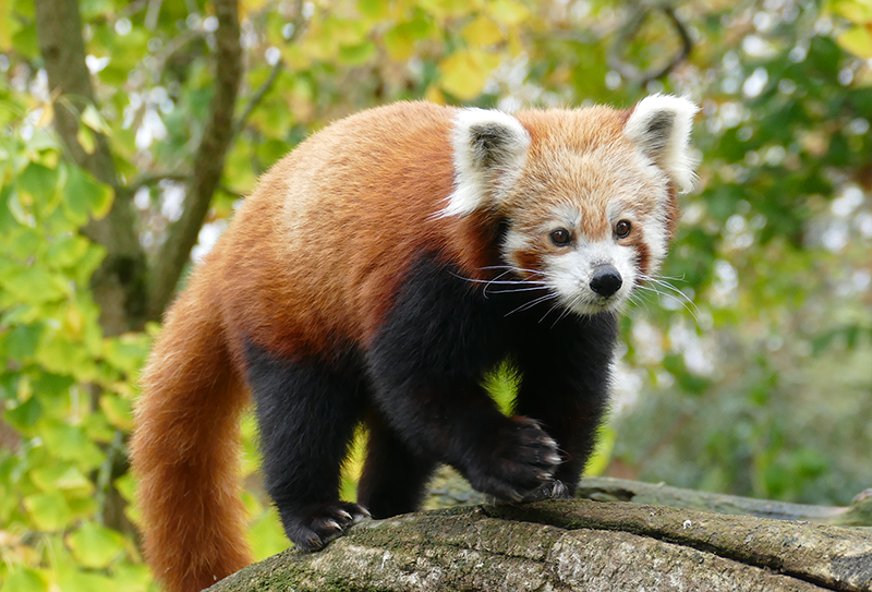 Rote Pandas im Zoo Heidelberg: International Red Panda Day“ zum Schutz der  Tiere - Leimen-Lokal