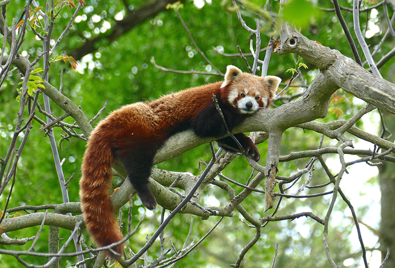 Rote Pandas im Zoo Heidelberg: International Red Panda Day“ zum
