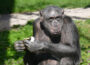 Schimpansin Heidi im stolzen Alter von 52 Jahren im Zoo verstorben