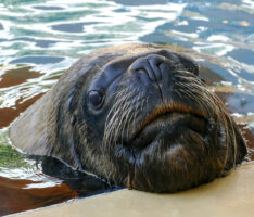 Trauer um besonderen Besucherliebling – Robbenbulle Atos mit 18 Jahren verstorben