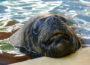 Trauer um besonderen Besucherliebling – Robbenbulle Atos mit 18 Jahren verstorben