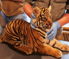 Tigernachwuchs entwickelt sich prächtig – Sumatra-Tiger erstmals tierärztlich untersucht