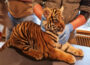 Tigernachwuchs entwickelt sich prächtig – Sumatra-Tiger erstmals tierärztlich untersucht