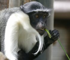 Zoo mit Artenschutz-Projekten im Einsatz für die Affen in Westafrika