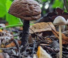 Auf den Spuren des Nußpilzes: Ein Mythos enthüllt sich in Nußloch