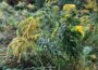 Die Problematik invasiver Neophyten: Bedrohung für heimische Pflanzenwelt