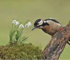 Lichtblick-Kalenderkauf mit Herz: Unterstützen Sie soziale Projekte in Nußloch