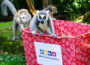 Wunschliste: Tierische Weihnachtsgeschenke für Zoobewohner