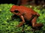 Im Zoo: Kleiner Frosch mit großer Wirkung – Der „Tafelberg-Baumsteiger“
