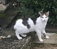 Leimen, Falltorweg: Der verschwundene Kater und die Suche nach Lulu