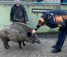 Wildsau spaziert am hellichten Tag durch Dilje – Polizei schnappte die Ausflüglerin