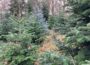 Erlebnis: Weihnachtsbaum selber im Wald schlagen – Am Samstag in Wiesloch