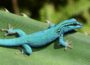 Kleiner Kletterkünstler: Der Gecko wird Zootier des Jahres