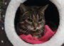„Nimm dir Zeit“ – Katze Hexl sucht neue Katzenkuschlerinnen