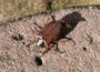 Klimawandel: „Der Mai ist gekommen“, denn die MAI-Käfer schwärmen aus