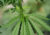 Kommunale Suchtbeauftragte: Jugendliche schützen – Cannabiskonsum für Erwachsene legal