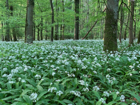 Bärlauch erkennen, sammeln und genießen:  Kreisforstamt gibt Tipps zum Saisonstart