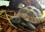 Hallo Welt, wir haben ausgeschlafen Schildkröten erwachen aus dem Winterschlaf