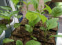 Erste Pflanzentauschbörse – Austauschen von Gartenpflanzen kann beginnen