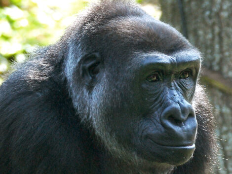 Gorillagruppe wieder komplett – Gorilla-Weibchen aus dem Zoo Münster angekommen